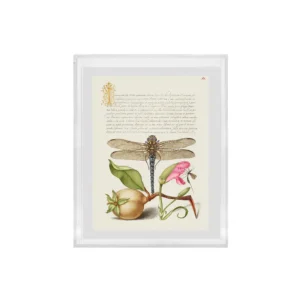 Añadida al Wishlist