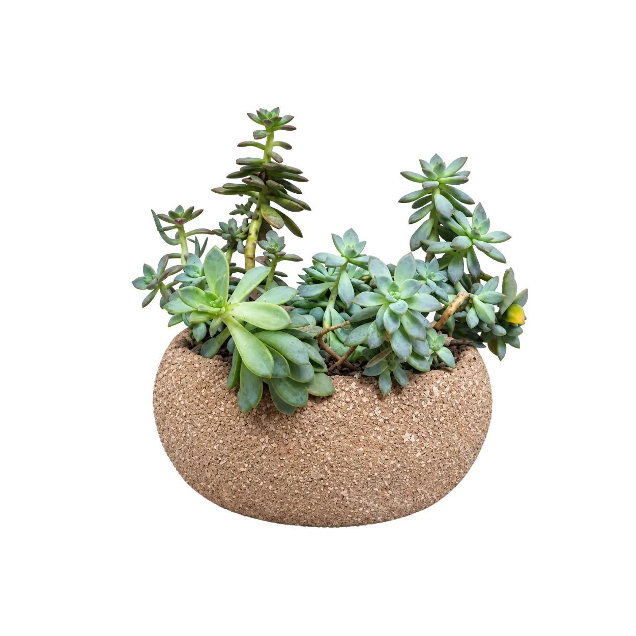 MACETA ADENIUM AREIA 32CM